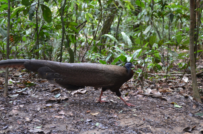 Pheasant