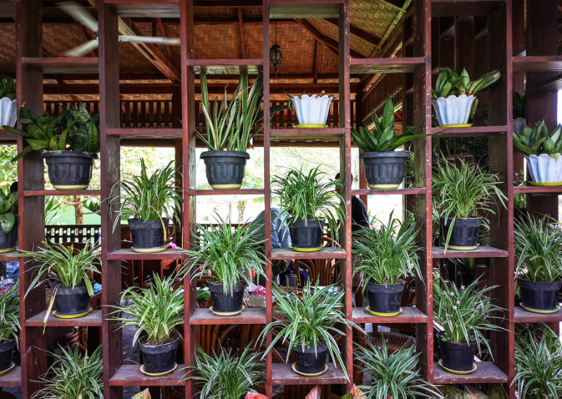 Plants