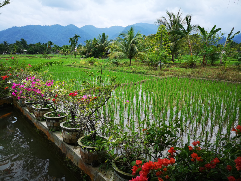 Rice paddies