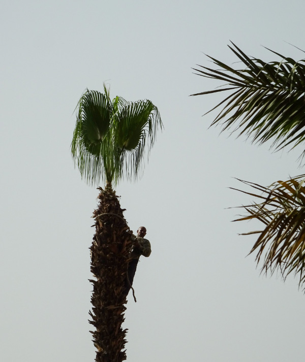 Tree pruning 1