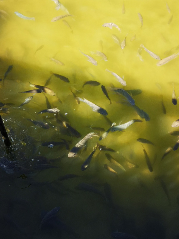 Fish farm 2