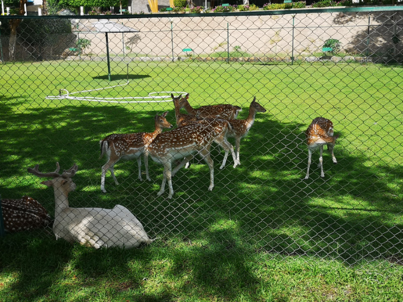 Deer 1