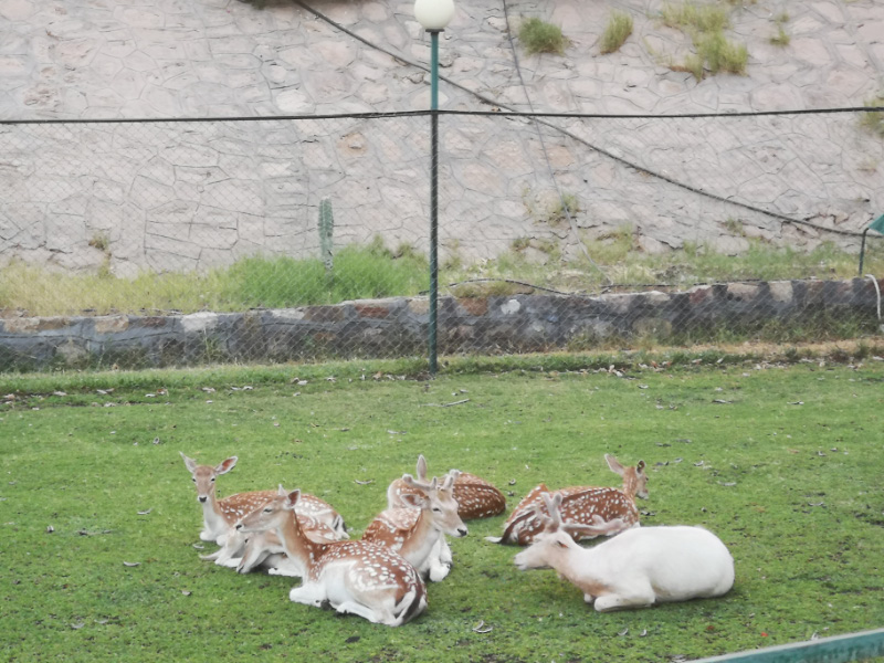 Deer 2