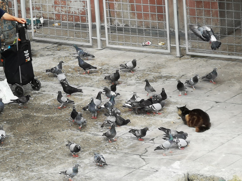Cat 1