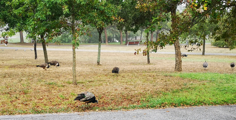 Peacocks