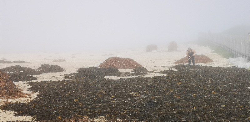 Harvesting seaweed