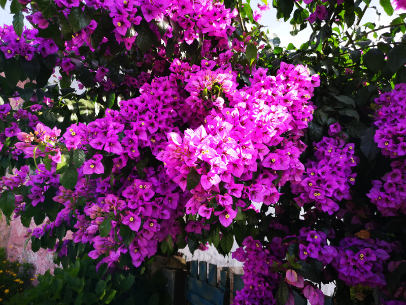 Flowers