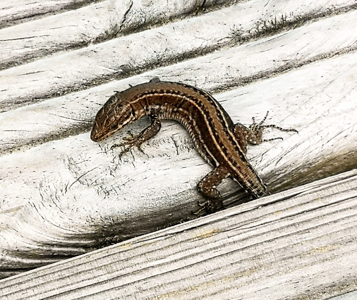 Lizard