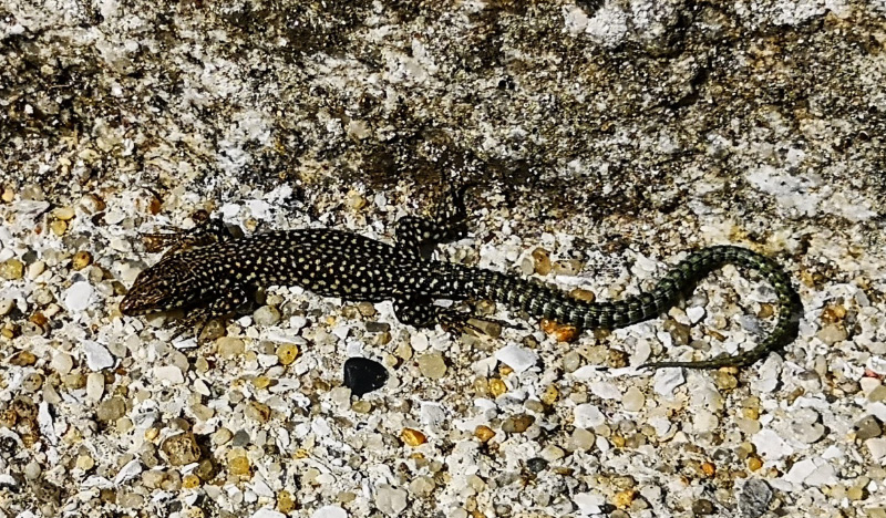 Baiona Lizard