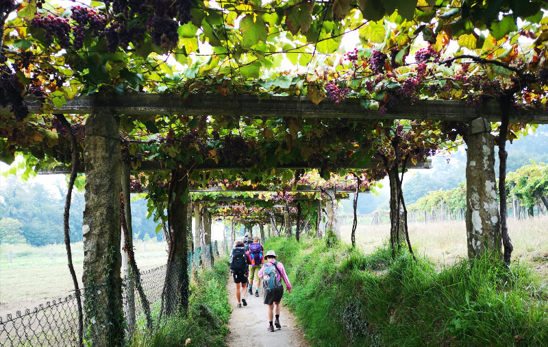 Grapes