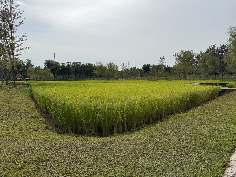 Rice Paddy
