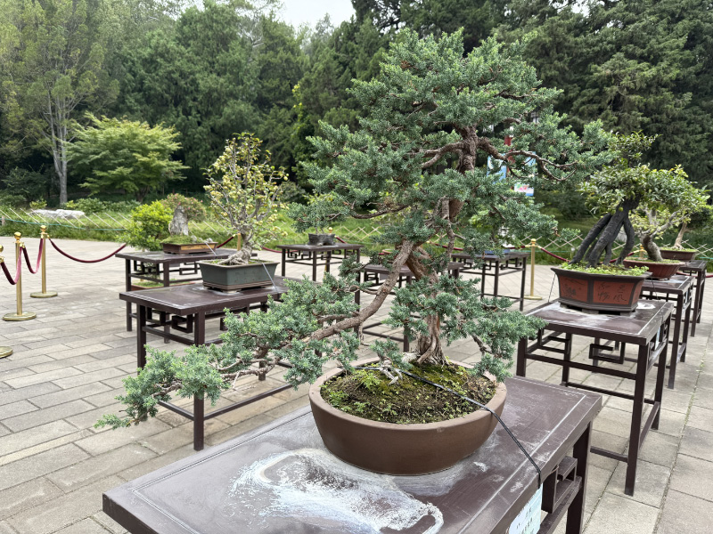 Jingshan Park 6