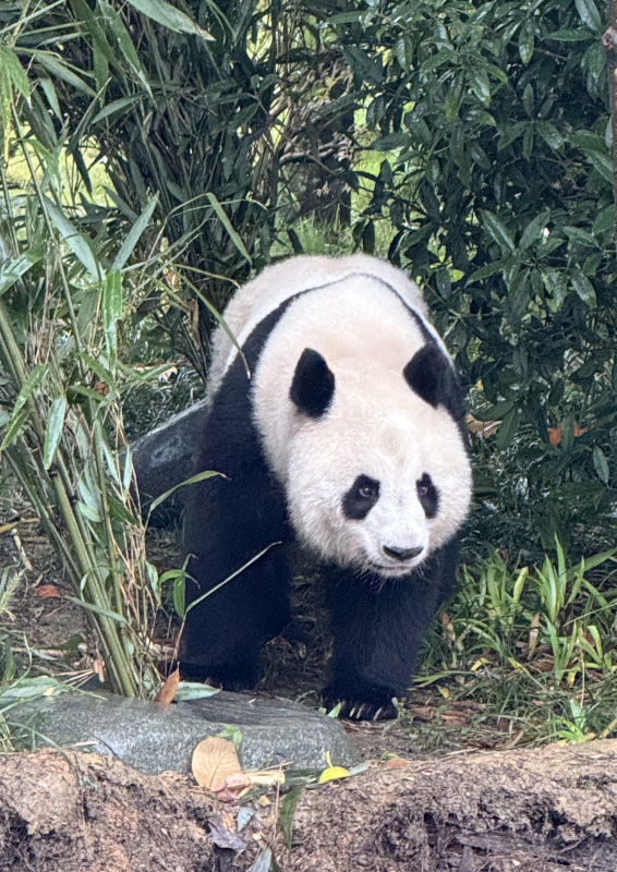 Pandas 3