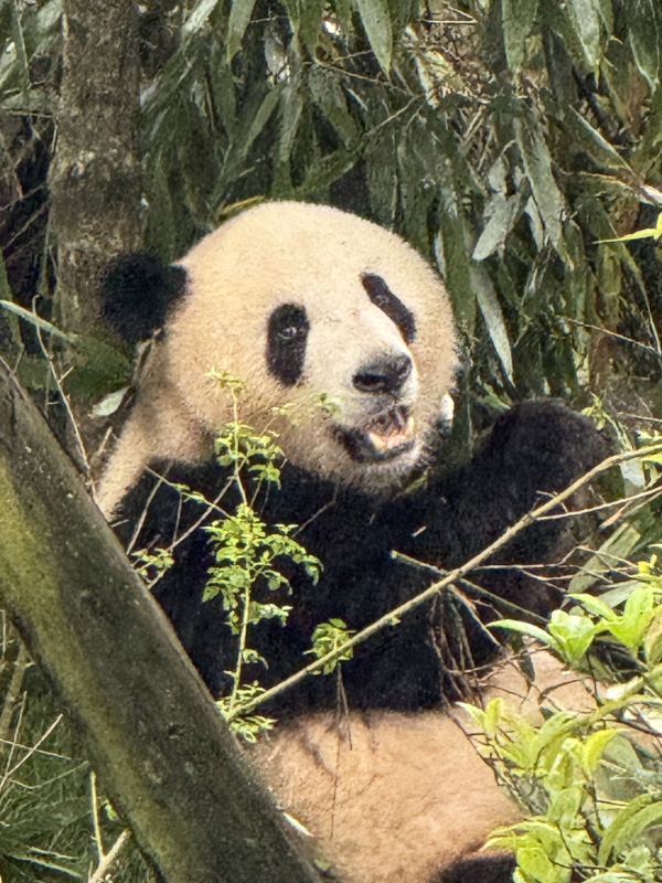 Pandas 7