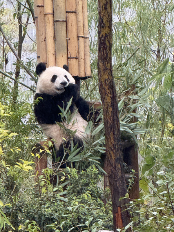 Pandas 9