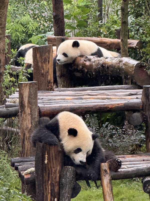 Pandas 14
