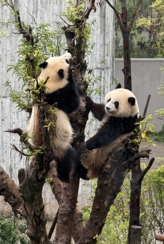 Pandas 16