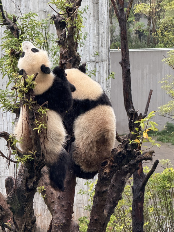 Pandas 18