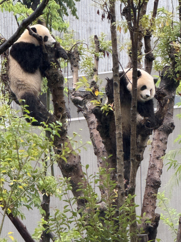 Pandas 18