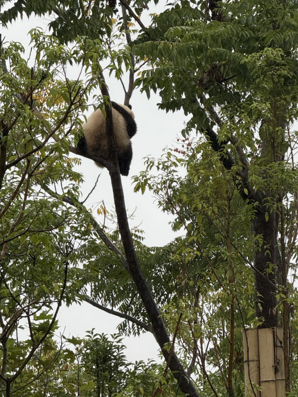 Pandas 19