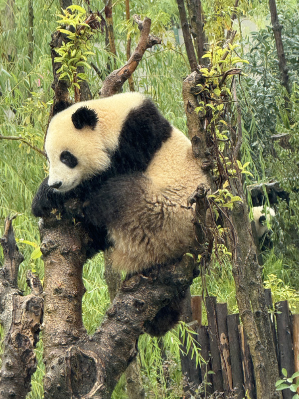 Pandas pt2 4