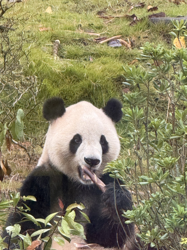 Pandas pt2 7
