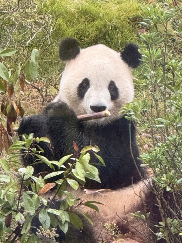 Pandas pt2 8
