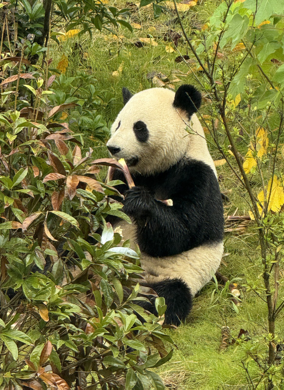 Pandas pt2 9
