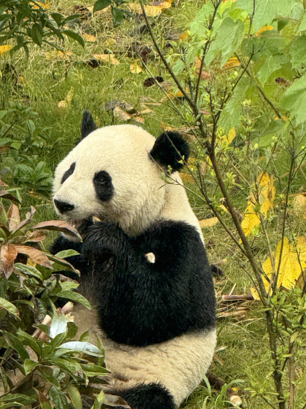Pandas pt2 10