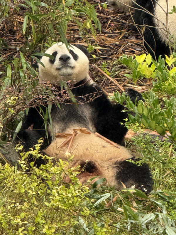 Pandas pt2 15