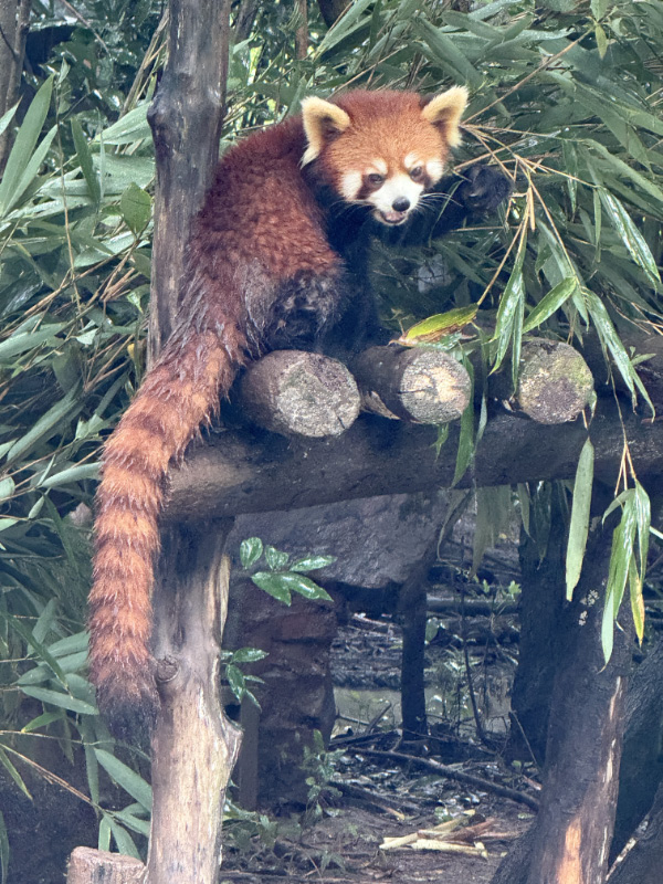 Red Panda
