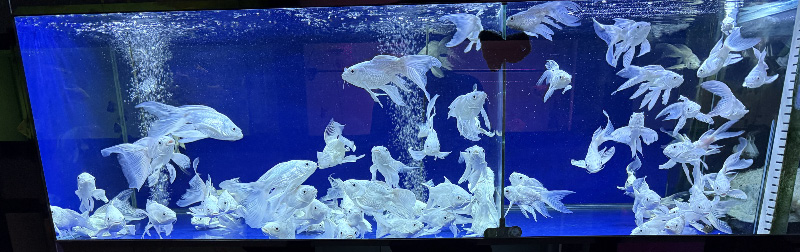 Fish 1