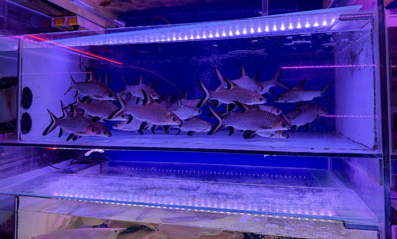 Fish 3