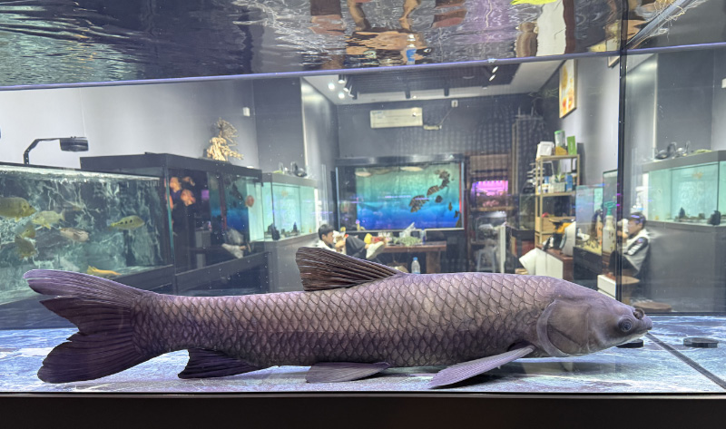 Fish 5