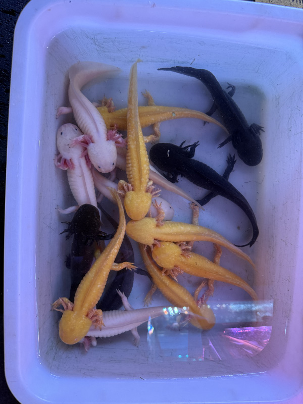Salamanders