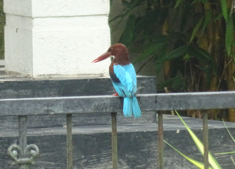 Kingfisher