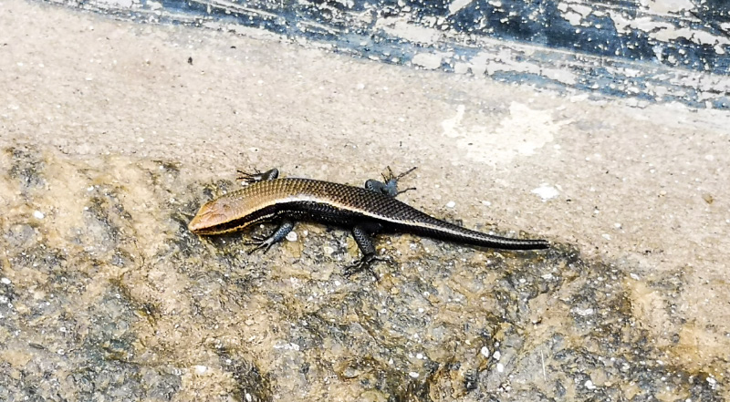 Lizard