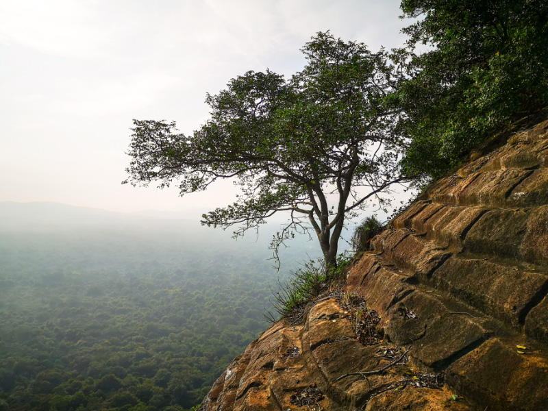 Lion Rock 10