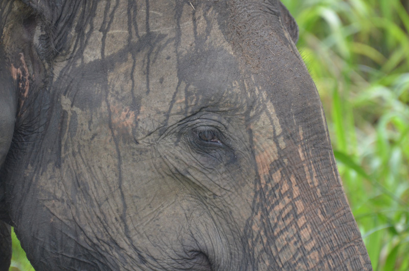 Elephant 2