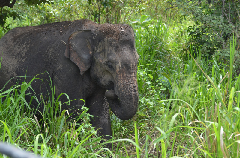 Elephant 1