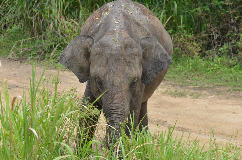 Elephant 6