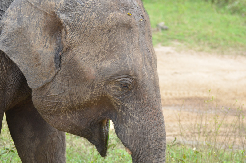 Elephant 7