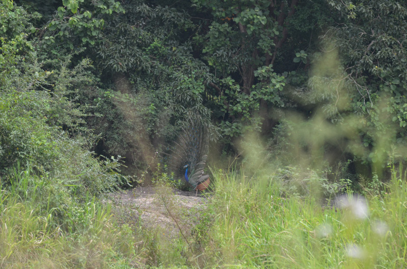 Elephant 9