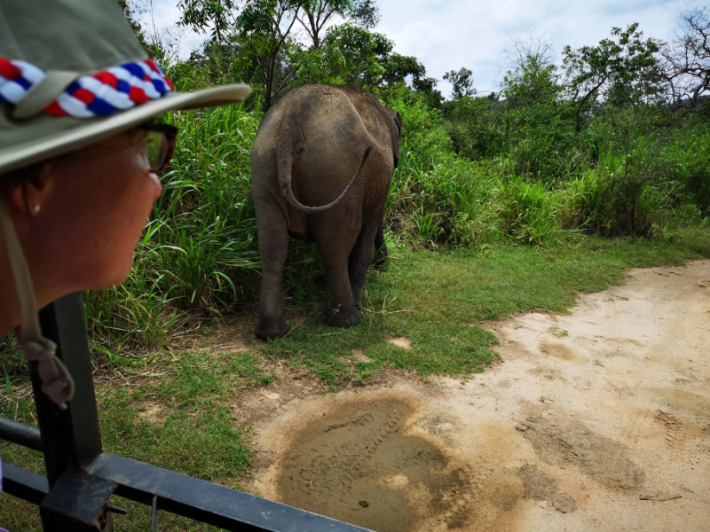 Elephant 11