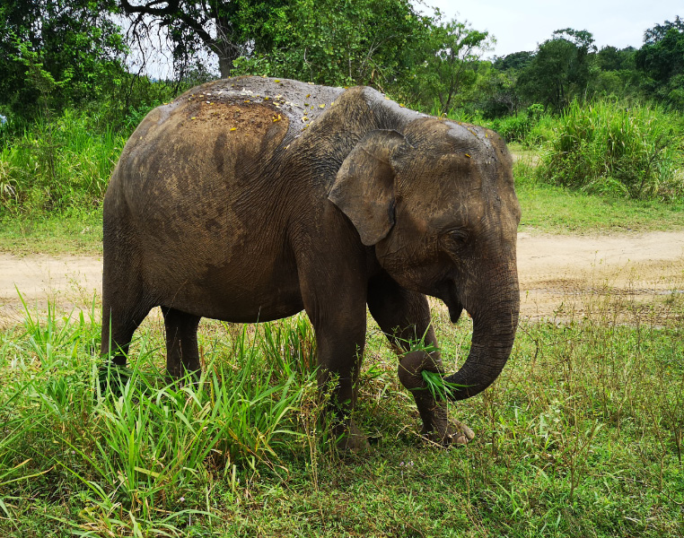 Elephant 12