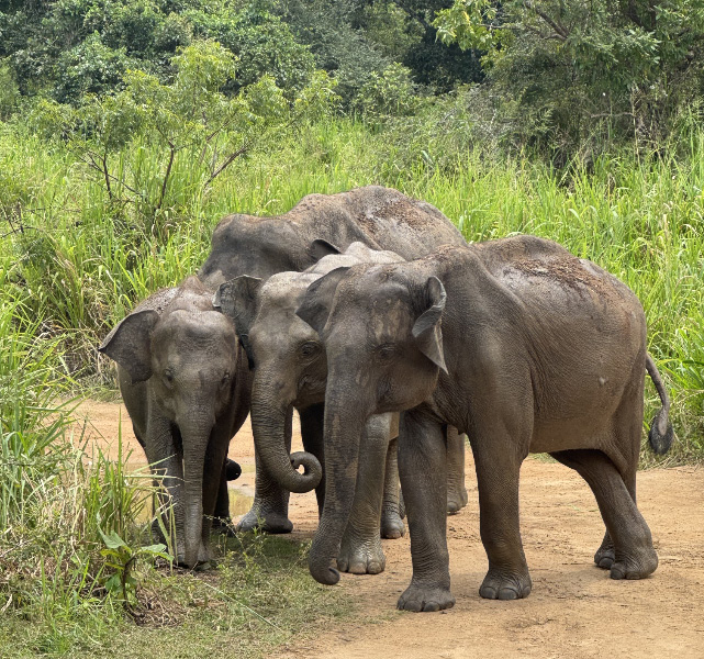 Elephant 13