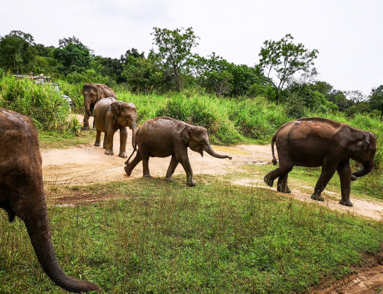 Elephant 14