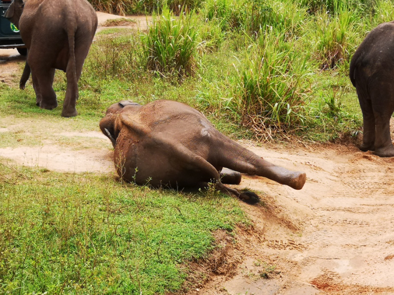 Elephant 15