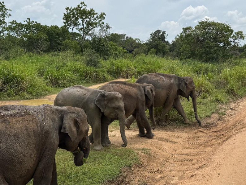 Elephant 14