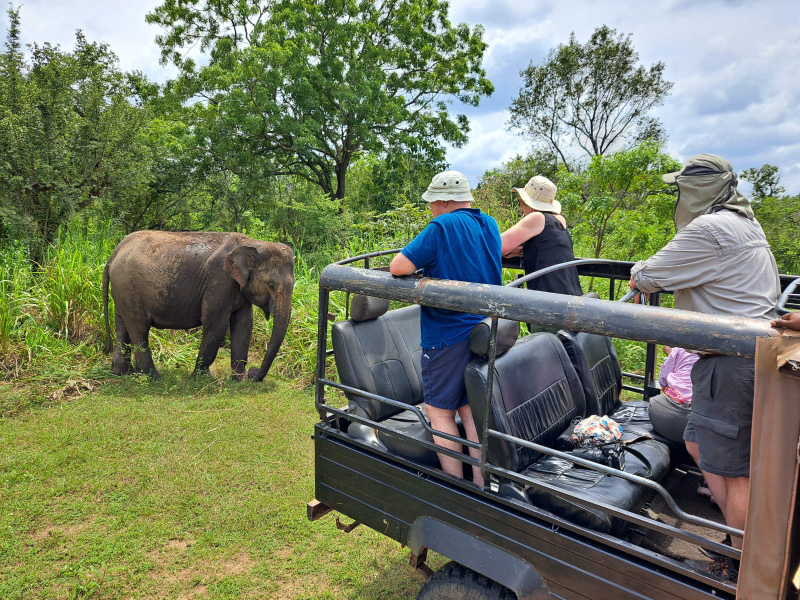 Elephant 19